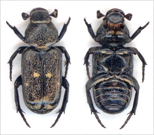 Réf. 32 137 : Clinterocera sp.