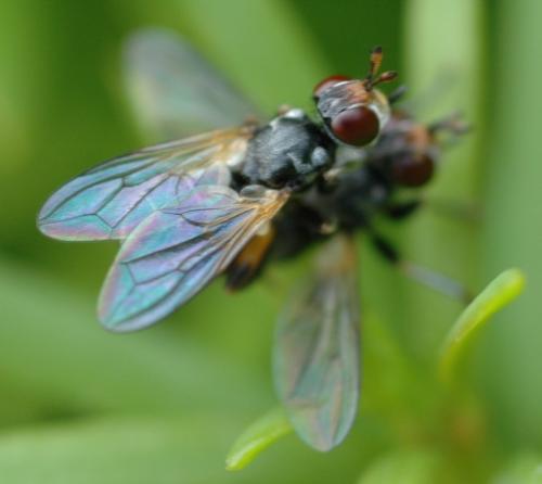 Thecophora sp.
