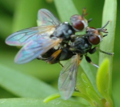 Thecophora sp.