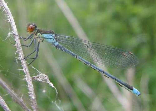 Réf. 32 495 : Erythromma najas