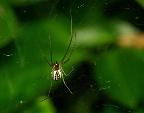 Neriene radiata