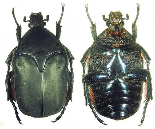 Potosia cretica