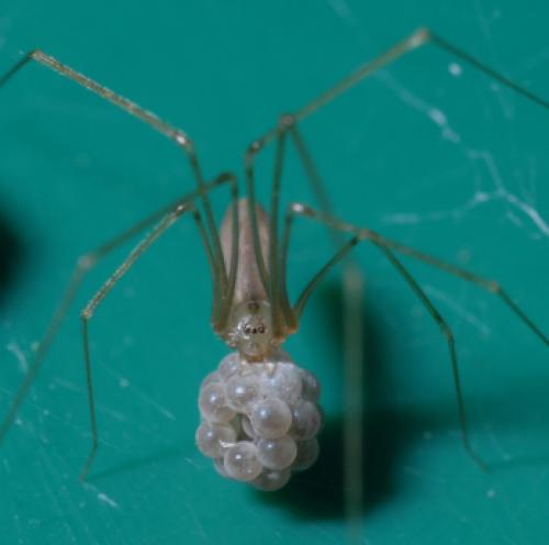 Pholcus phalangioides