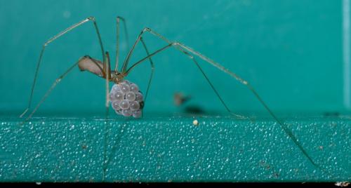 Réf. 32 305 : Pholcus phalangioides