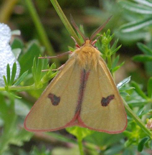 Diacrisia sannio