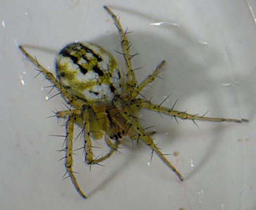 Réf. 32 301 : Mangora acalypha