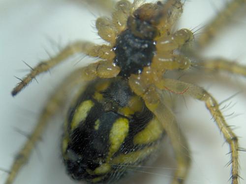 Mangora acalypha