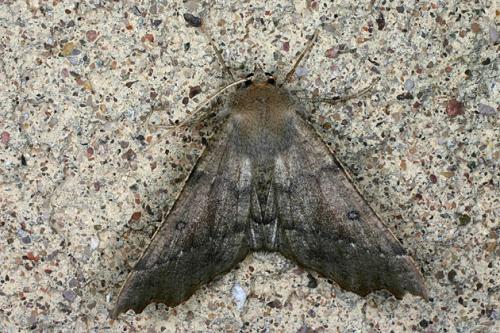 Réf. 32 243 : Odontopera bidentata