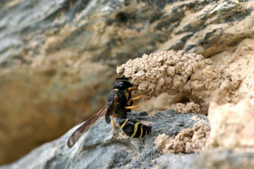 Odynerus spinipes