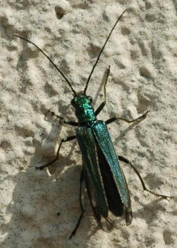 Oedemera nobilis