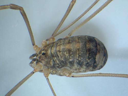 Nelima doriae