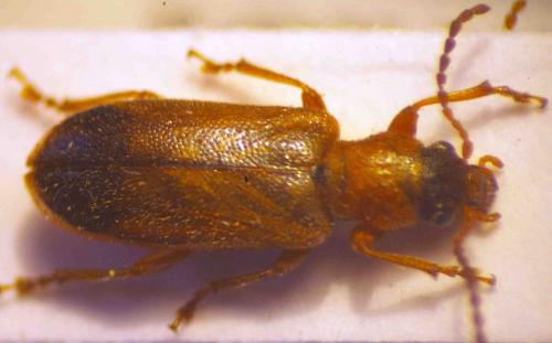 Orsodacne humeralis