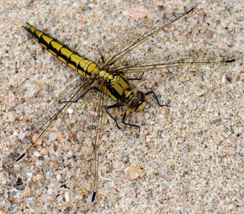 Orthetrum cancellatum