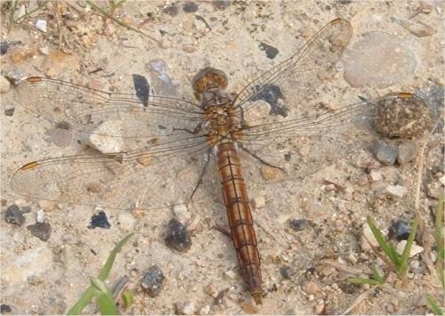 Orthetrum brunneum