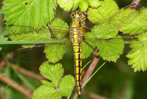 Orthetrum cancellatum