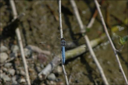 Orthetrum brunneum