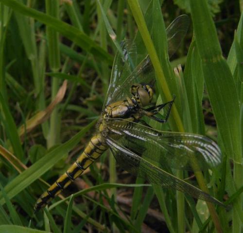 Orthetrum cancellatum