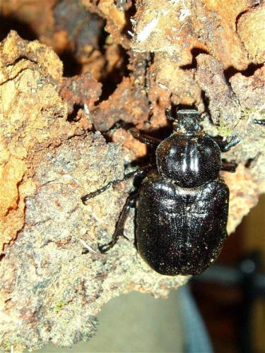 Osmoderma eremita