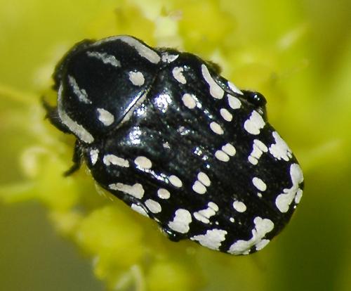 Oxythyrea gronbechi