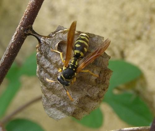Polistes gallicus