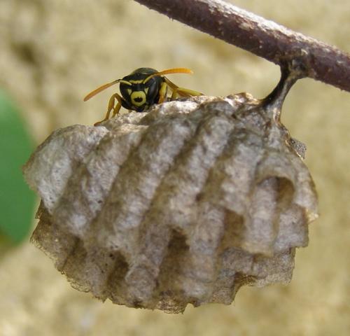 Polistes gallicus