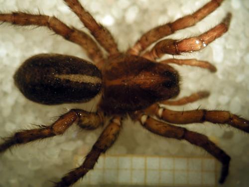 Arctosa fulvolineata