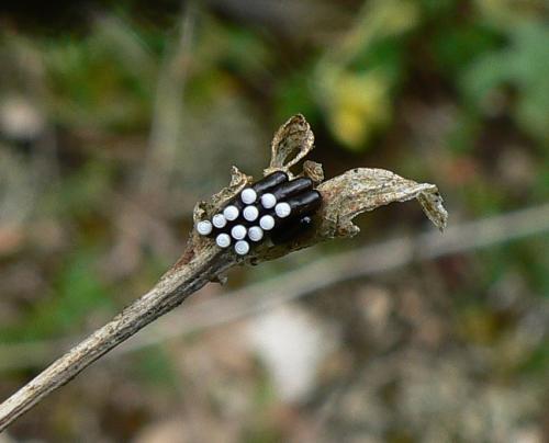 Rhynocoris iracundus
