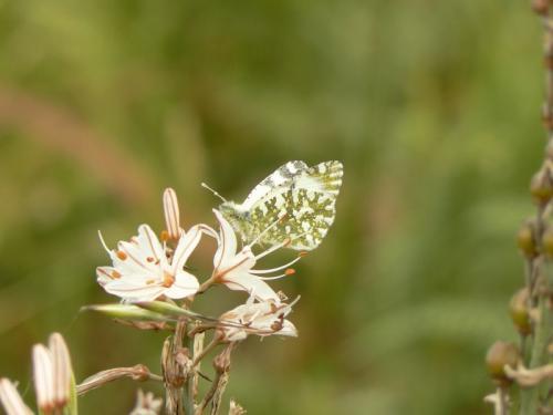 Euchloe insularis