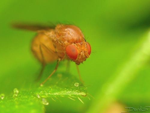 Drosophila sp.