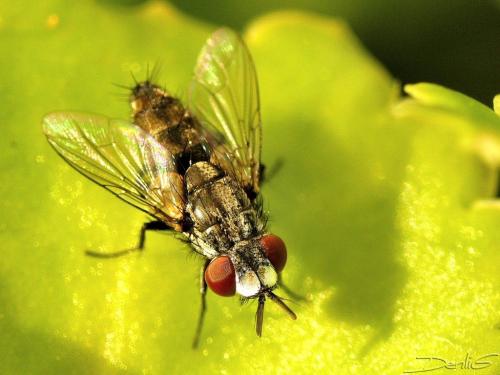 Réf. 32 453 : Metopia sp.