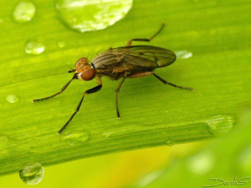 Pherbellia cinerella