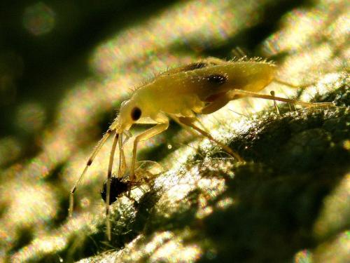 Phylus coryli