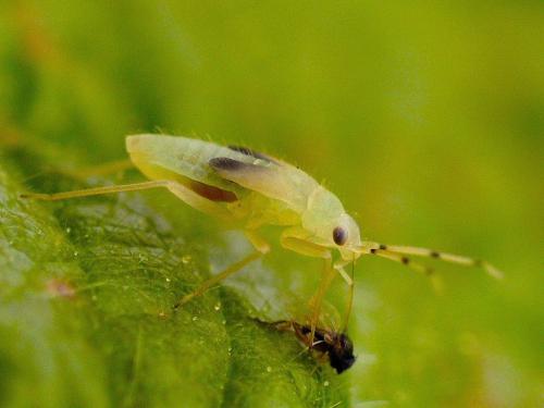 Phylus coryli
