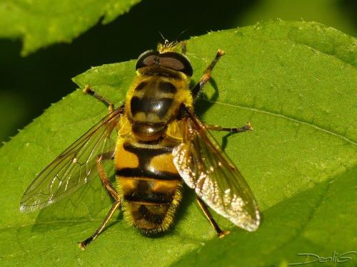 Réf. 32 645 : Myathropa florea