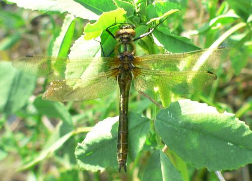 Cordulia aenea