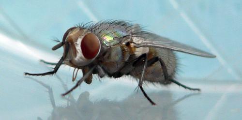 Lucilia sp.