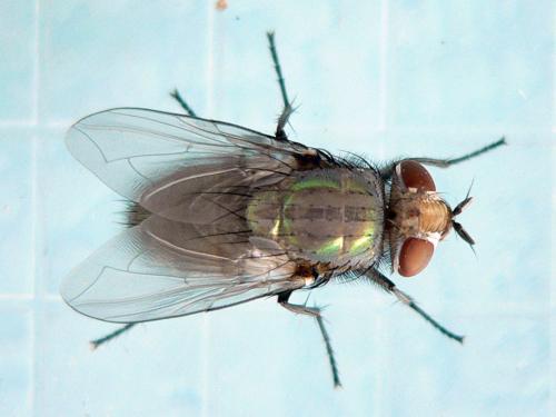 Lucilia sp.