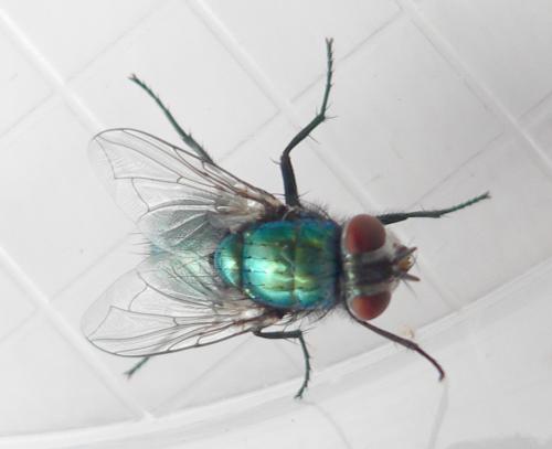 Lucilia sp.