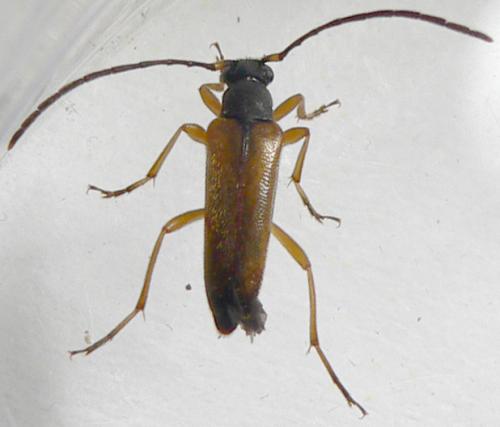 Réf. 32 224 : Alosterna tabacicolor