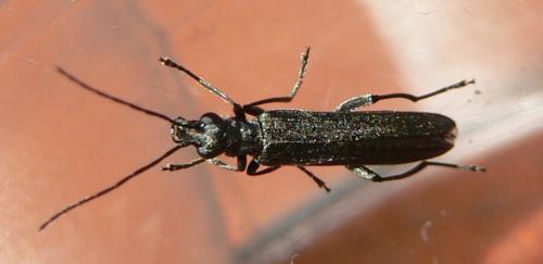 Réf. 32 290 : Oedemera sp.