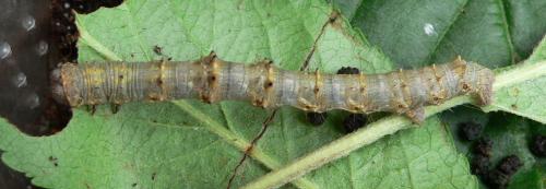 Phigalia pilosaria