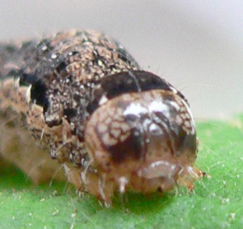 Anorthoa munda