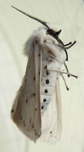 Spilosoma lubricipeda