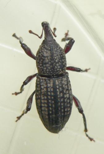 Mitoplinthus caliginosus caliginosus