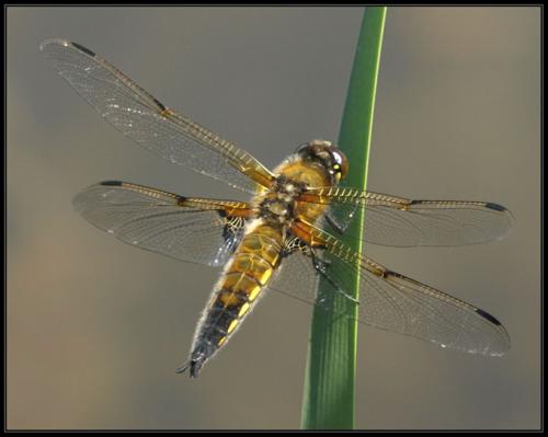 Réf. 32 015 : Libellula quadrimaculata