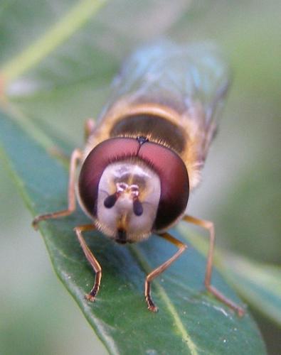 Scaeva pyrastri