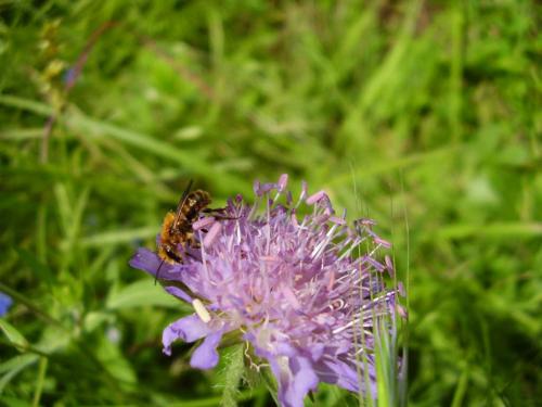 Megachile sp.