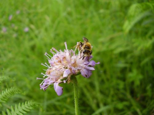 Andrena hattorfiana