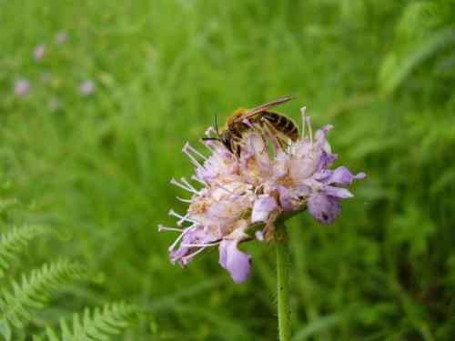 Andrena hattorfiana