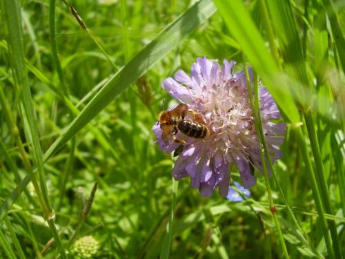 Andrena hattorfiana